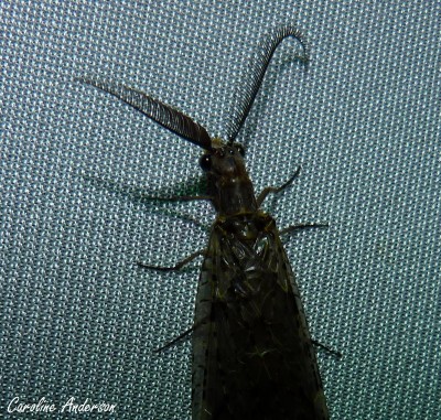 C. rastricornis mâle