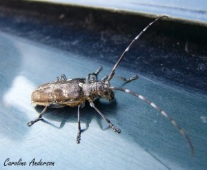 Longicorne noir Femelle