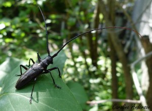 Longicorne noir Mâle