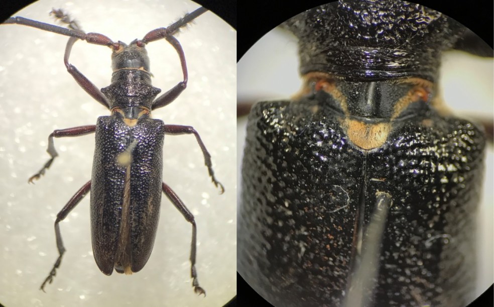 Longicorne noir Scutellum_Moyen