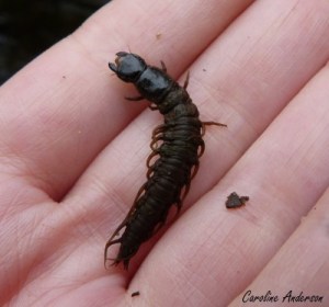 Larve de Corydalidae