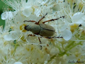 Scarabée du rosier 1