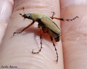 Scarabée du rosier 2