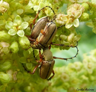Scarabées rosier accouplement 2