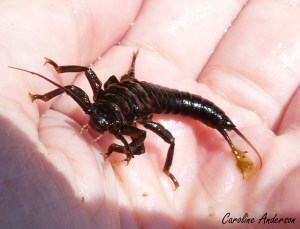 Pteronarcyidae_Jacques-Cartier 2