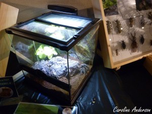 Festival2017_Spécimens