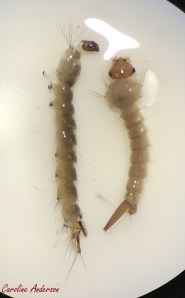 Dixidae vs Culicidae 1