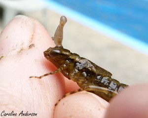 Drôle de couvre-chef