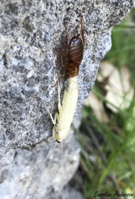 Premier individu observé, autre angle