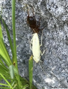 Second individu qui vient de muer