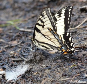 Miam miam, des excréments de canard!