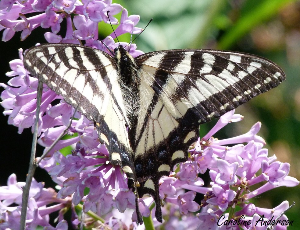 Papillon tigré du Canada qui butine dans mes lilas