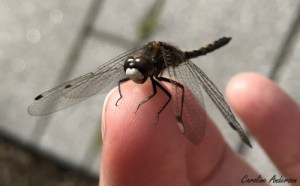 Leucorrhine mâle, vue de face