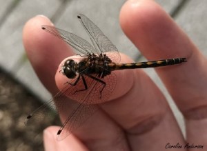 Leucorrhine hudsonienne mâle