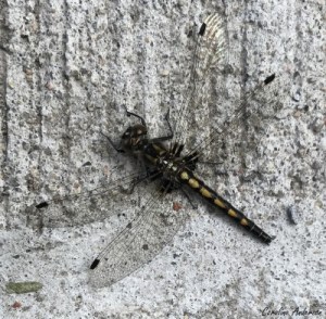 Femelle observée quelques jours plus tard