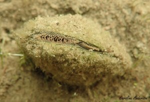 Moule d’eau douce photographiée au lac Bonny