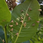 AndersonC_Lepidoptera