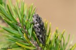 LeclercL_Buprestidae