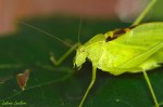 LeclercL_Tettigoniidae