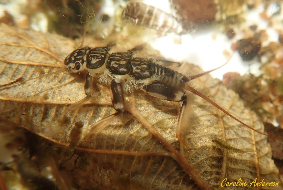 Un des plécoptères photographiés dans mon bol; voyez ses branchies en touffes