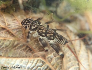 Autre perle dans le même bol