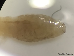 Abdomen d’une larve – notez l’anneau de crochets