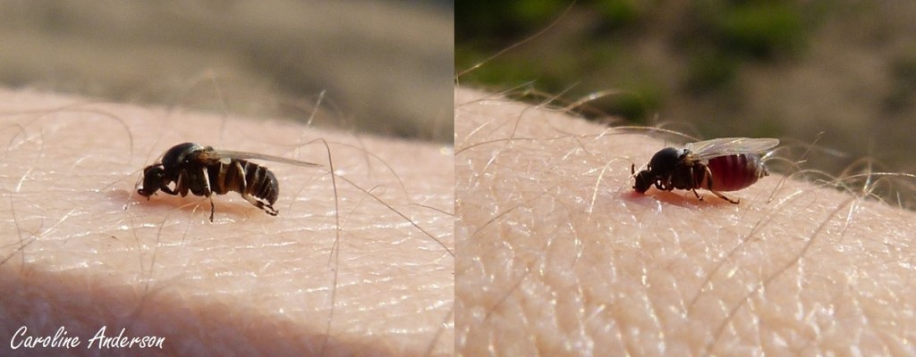 Simuliidae avant-après