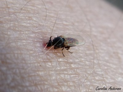 Notez le rond rouge qui se forme déjà sur le site de la morsure