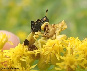 Accouplement de punaises embusquées