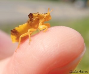 Femelle sur le bout de mon doigt – il s’agit d’un petit insecte