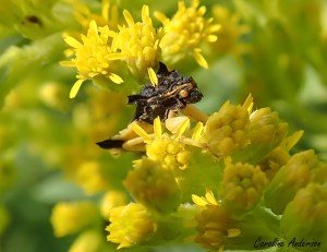 Mâle en position pour capturer une proie
