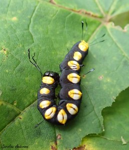 Quelle observation inusitée (pour moi, du moins) : l’acronicte spatulée!