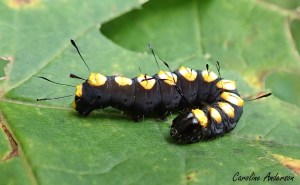 L’acronicte spatulée tire son nom des étranges « poils » qu’elle porte