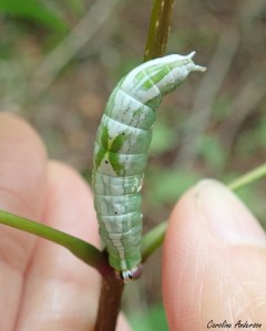 Le « X » dorsal est l’un des critères utilisés pour identifier l’hétérocampe verdâtre