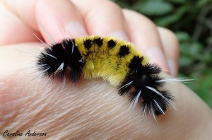 Agréable à manipuler, l’halydisote maculée!