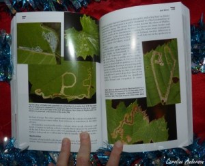 Second extrait tiré de Tracks & sign of Insects and Other Invertebrates : dommages sur le feuillage