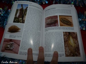 Premier extrait tiré de Tracks & sign of Insects and Other Invertebrates : Cocons et chrysalides