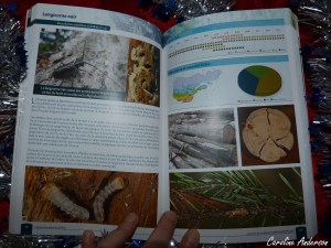 Exemple de fiche pour le longicorne noir – Tiré de Insectes des arbres du Québec