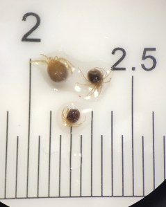 Les hydracariens peuvent être très petits