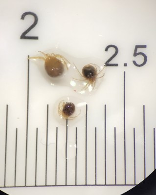 Les hydracariens peuvent être très petits