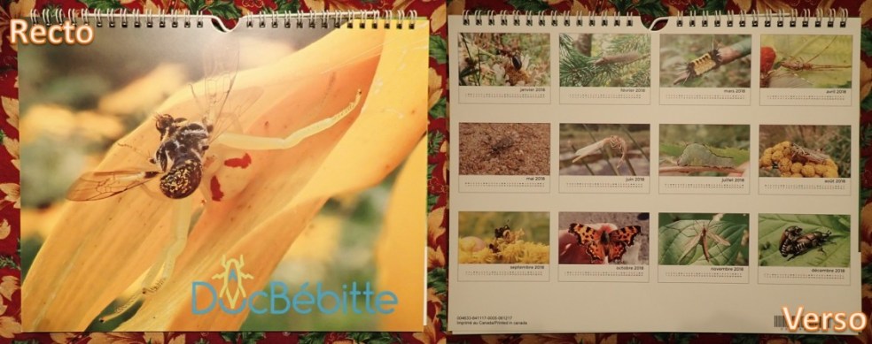 Recto et verso du calendrier DocBébitte 2018