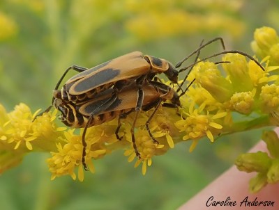 Autre couple, autre année. Eh oui… encore en train de copuler, ces cantharides!