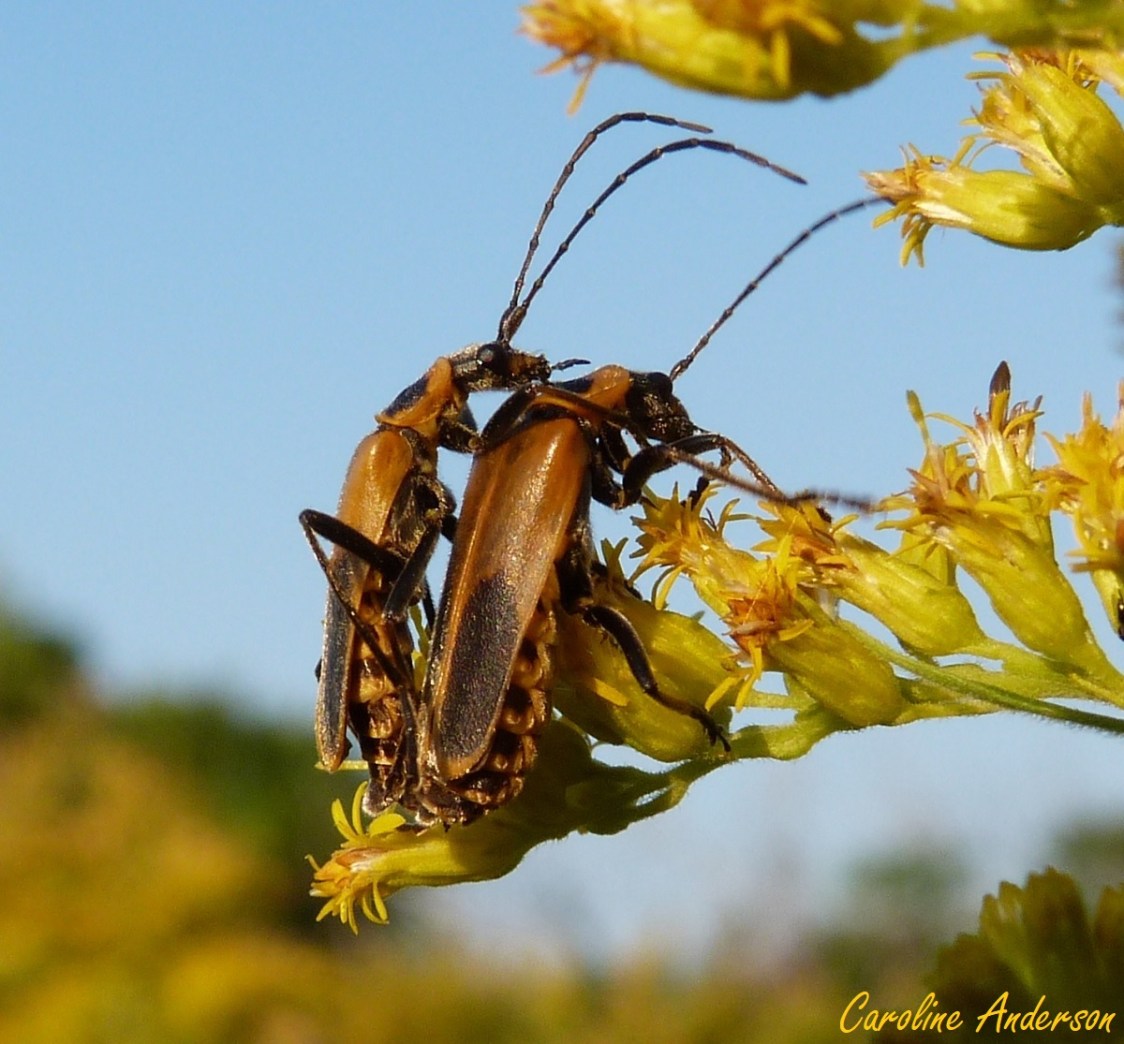 Une de mes premières rencontres avec cette espèce… pourtant bien commune!
