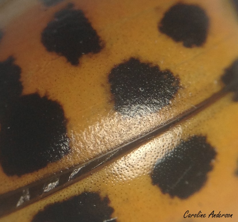 Qui peut bien oser porter des pois noirs sur fond orange?