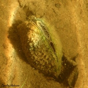 Orifice inhalent (bas) et orifice exhalent (haut)