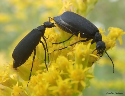 Même les méloés mâles usent de préliminaires pour séduire Mesdames! Ici un couple de méloés noirs (Epicauta pensylvanica).