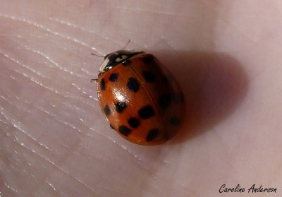 La fameuse coccinelle asiatique