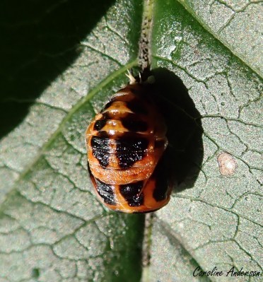 Nymphe de la coccinelle