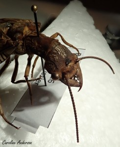 Cette corydale cornue femelle possède aussi des ocelles (entre les antennes)… et de larges mandibules!