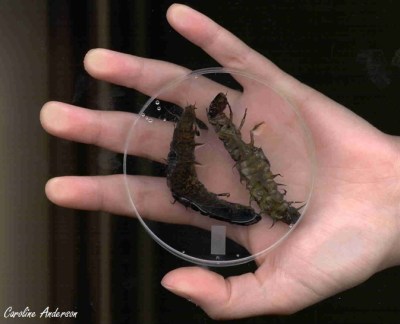 Deux larves de Corydalidae par rapport à ma main